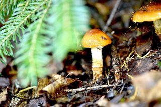 ツバアブラシメジ Cortinarius Collinitus 池ノ上のイタリアン ペペロッソ Peperosso パスタ 郷土料理 ワイン