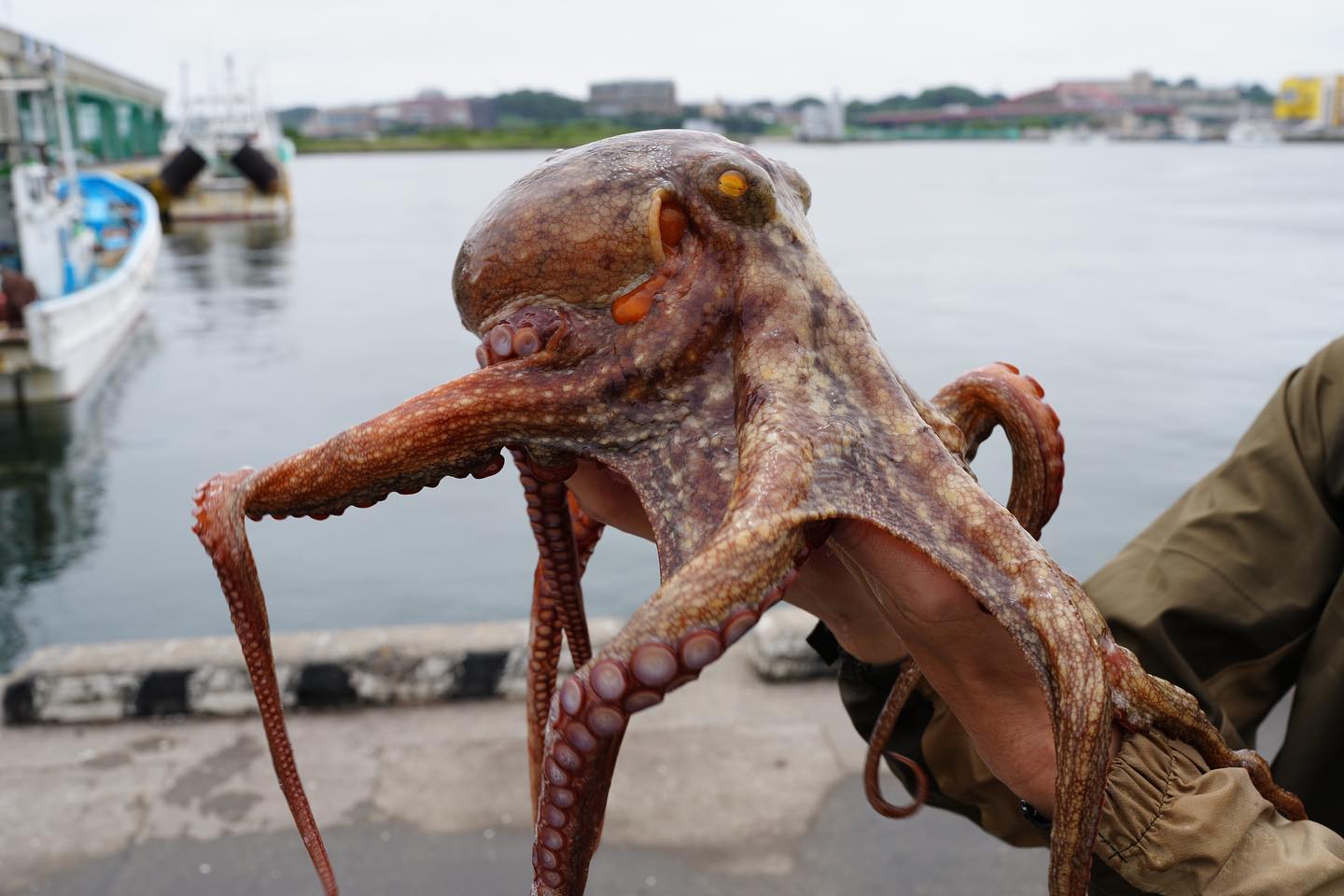 茨城県大洗・那珂湊エリアから出船している仙昇丸さんにてマダコ釣りに